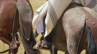 Caballo de paso peruano