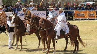 Caballo de paso peruano