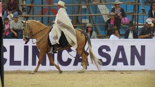 Caballo de paso peruano