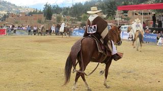 Caballo de paso peruano