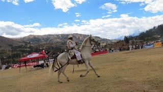 Caballo de paso peruano