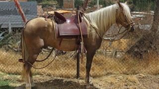 Caballo de paso peruano