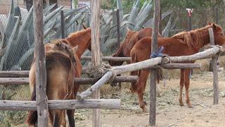 Caballo de paso peruano