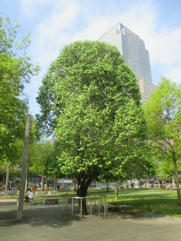 Memorial 11 septembre New-York