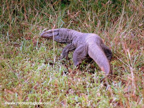 Un safari à Wilpattu