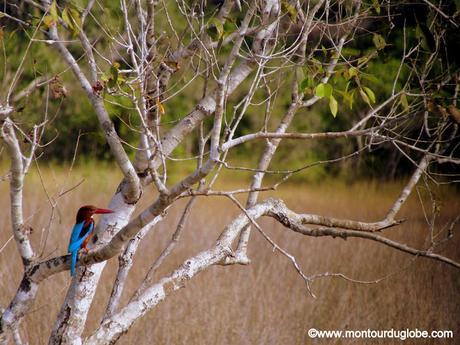 Un safari à Wilpattu