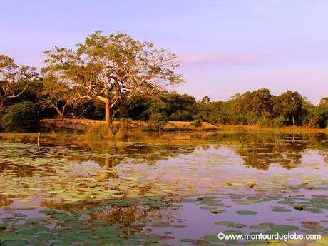 Un safari à Wilpattu