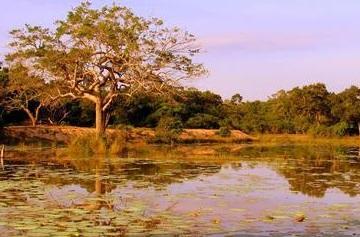 Un safari à Wilpattu