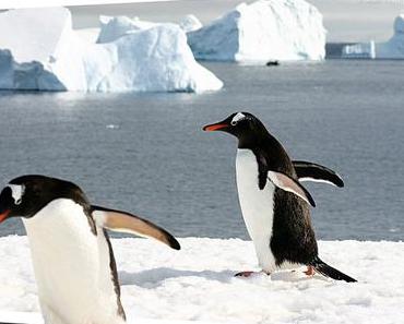 Hurtigruten : un second navire en Antarctique en 2016-2017