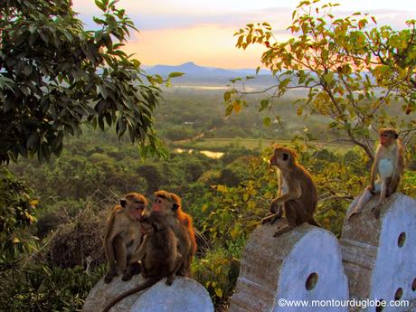 Les Bouddhas de Dambulla