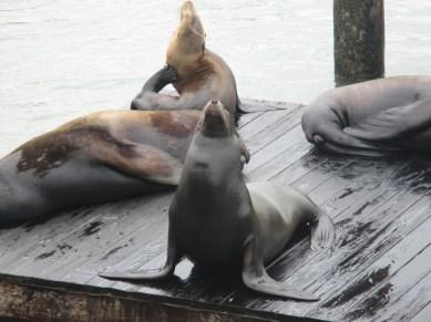 Otaries de Pier 39 Fisherman Wharf