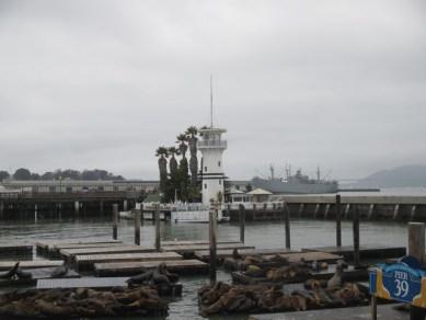 Otaries de Pier 39 Fisherman Wharf