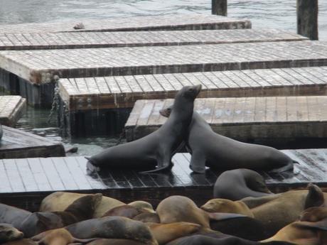 Otaries de Pier 39 Fisherman Wharf