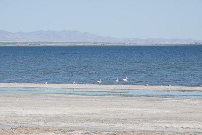 Salton Sea, quand le monde marche sur la tête