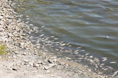 Salton Sea, quand le monde marche sur la tête