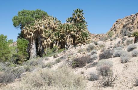 Joshua Tree National Park