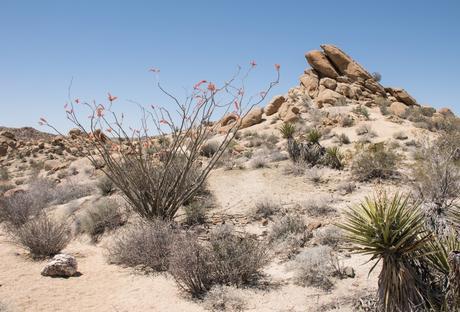 Joshua Tree National Park