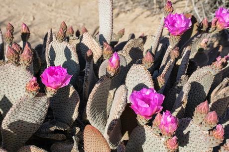 Joshua Tree National Park