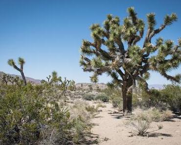 Joshua Tree National Park