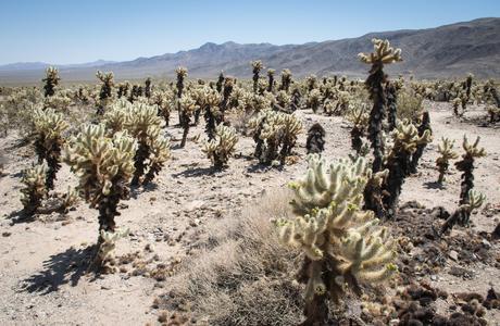 Joshua Tree National Park