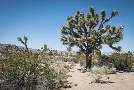 Joshua Tree National Park