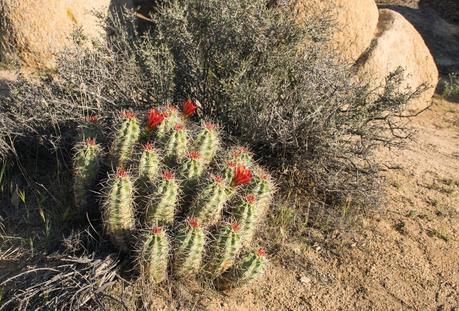 Joshua Tree National Park