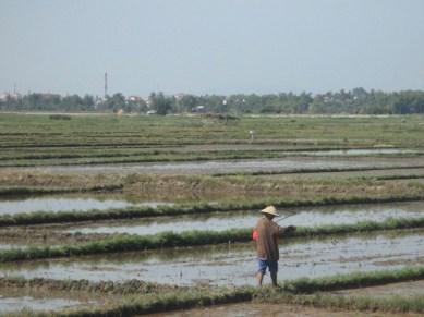 rizières sur la route de la plage Hoi An