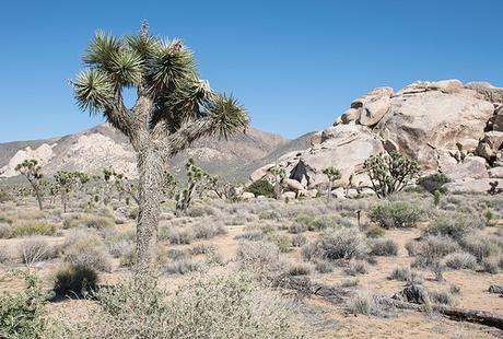 Road-trip #3 : De Big Sur à Joshua Tree via Hollywood