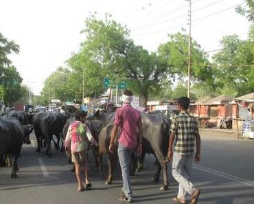 Inde : Agra, le Taj Mahal mais pas seulement…