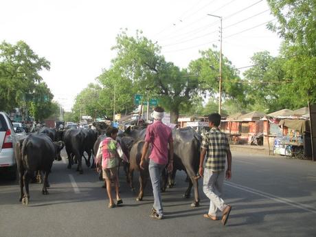 vaches en liberté