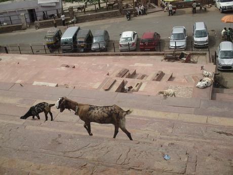 chèvres devant mosquée Fatehpur Sikri