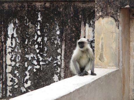 singe Fort Amber