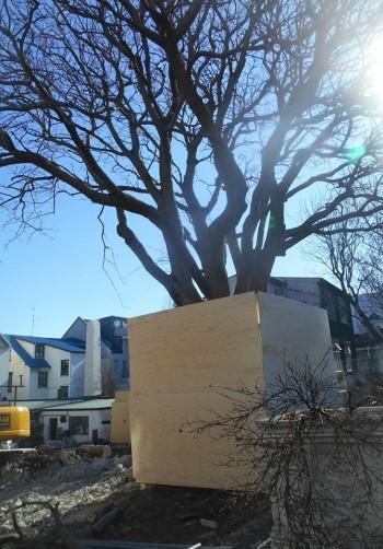 arbre reykjavik