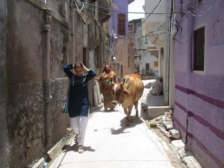 vache rue Pushkar