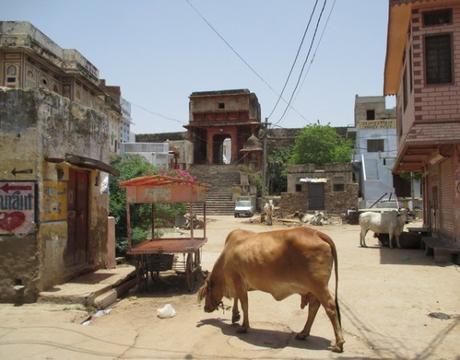 vache rue Pushkar