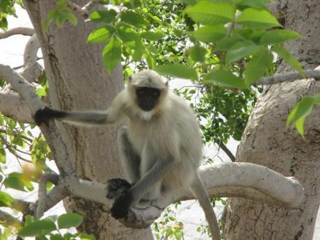 singes Monsoon Palace