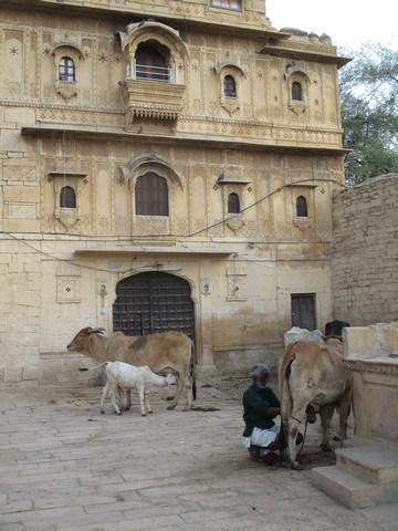 vaches cour Mandir Palace