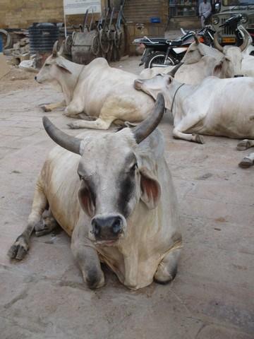 vaches Jaisalmer