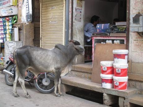 vache rue Jaisalmer