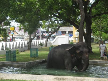 baignade de l'éléphant Sri Lanka