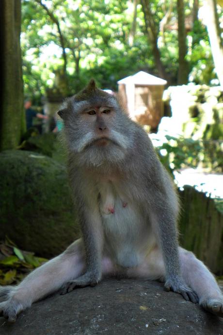 Singe dans la forêt des singes