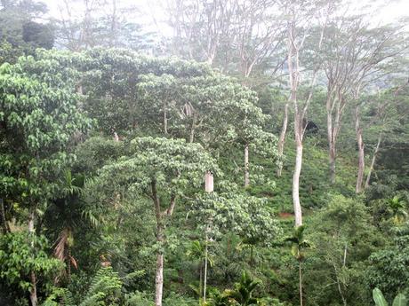 nature autour de Kandy