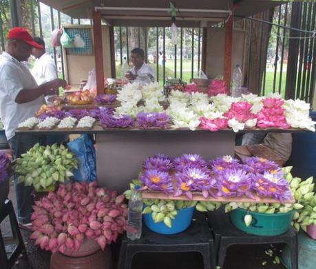 vente fleurs de lotus temple de la Dent