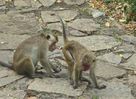 singes Rock Temple