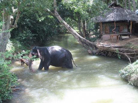 baignade éléphant