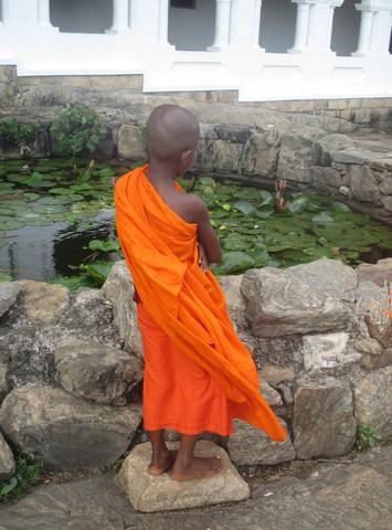 enfant-moine devant bassin de lotus