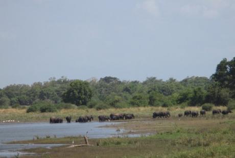 éléphants parc national Minneriya