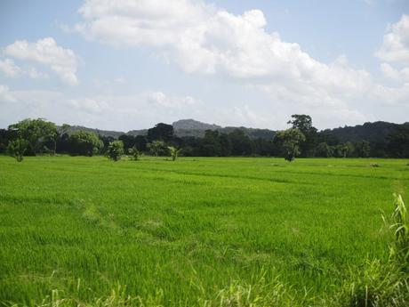 campagne près de Polonnaruwa