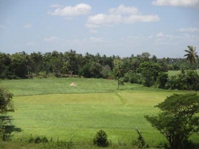 campagne près de Polonnaruwa