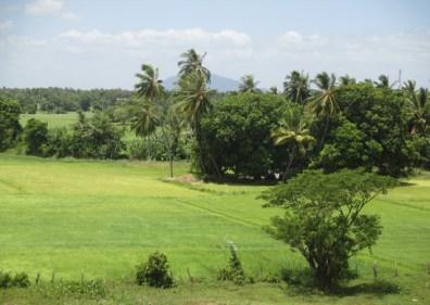 campagne près de Polonnaruwa